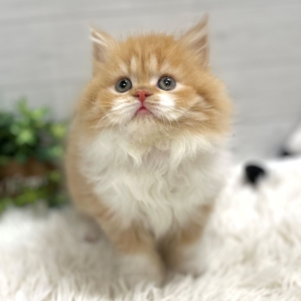 わんちゃんねこちゃん大集合🐾新入生紹介!! ペットショップ犬の家猫の